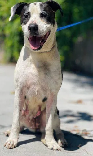 An adult medium-sized female Pit Bull Terrier dog named AC "Serena" for adoption in Conyers, GA