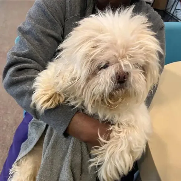 A senior small-sized male Pekingese dog named Bentley for adoption in Saint Louis, MO