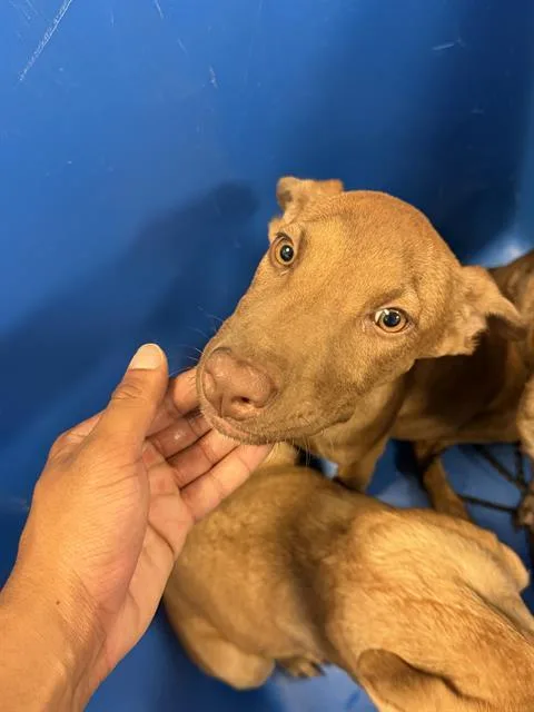 A baby large-sized female Mixed Breed dog named Kammy for adoption in Dallas, TX