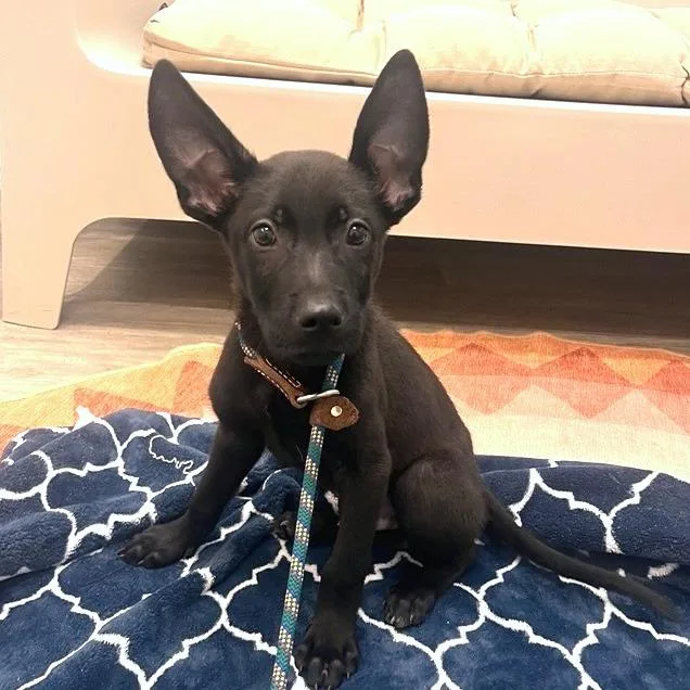 A baby small-sized male Shepherd dog named Maduka for adoption in Los Angeles, CA