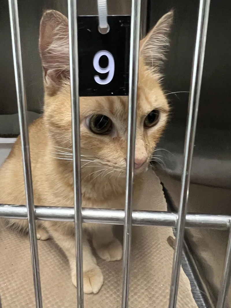 An adult medium-sized female Orange / Red Domestic Short Hair cat named Rain Drop for adoption in Trenton, NJ