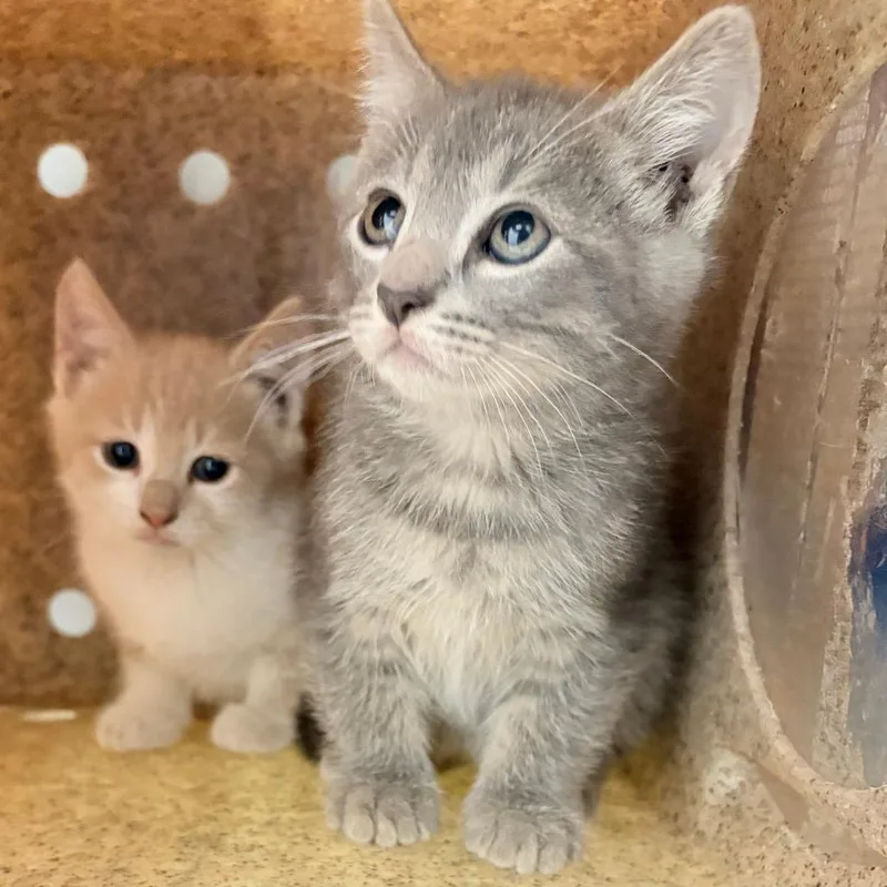 A baby small-sized male Gray / Blue / Silver Domestic Short Hair cat named Q T for adoption in Philadelphia, PA