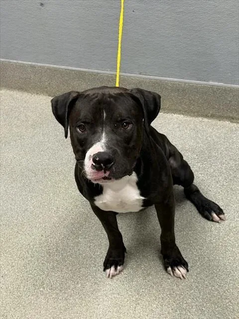 A young large-sized male Pit Bull Terrier dog named Cookie for adoption in Las Vegas, NV