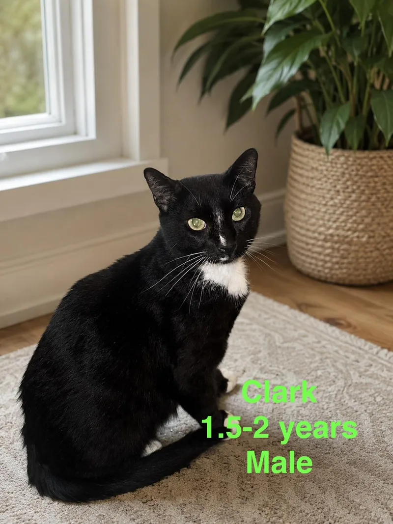 An adult medium-sized male Black & White / Tuxedo Domestic Short Hair cat named Clark for adoption in Magnolia, TX