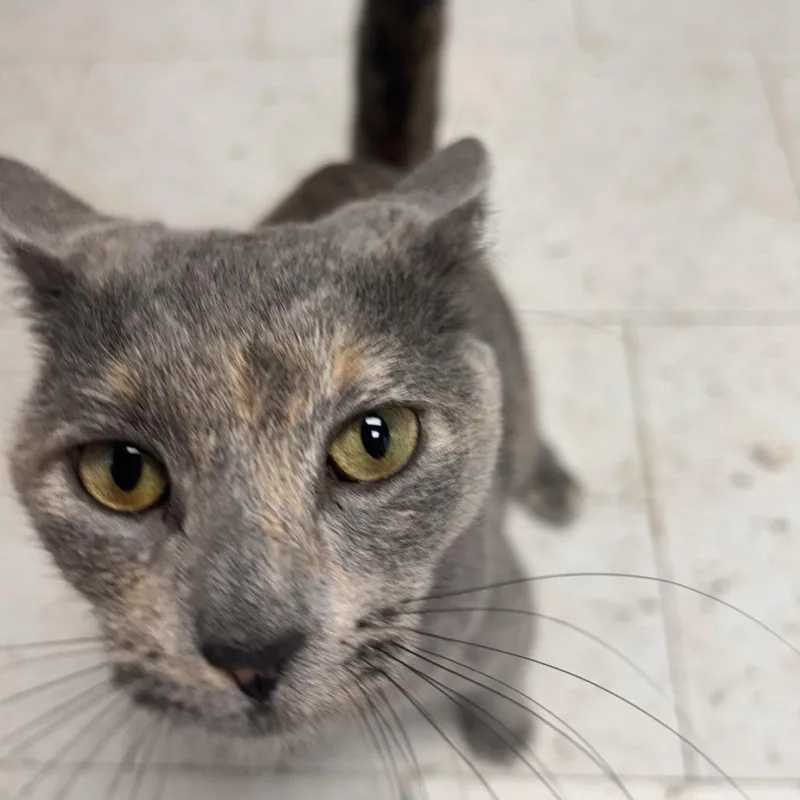 An adult small-sized female Calico American Shorthair cat named Bella for adoption in Bendena, KS