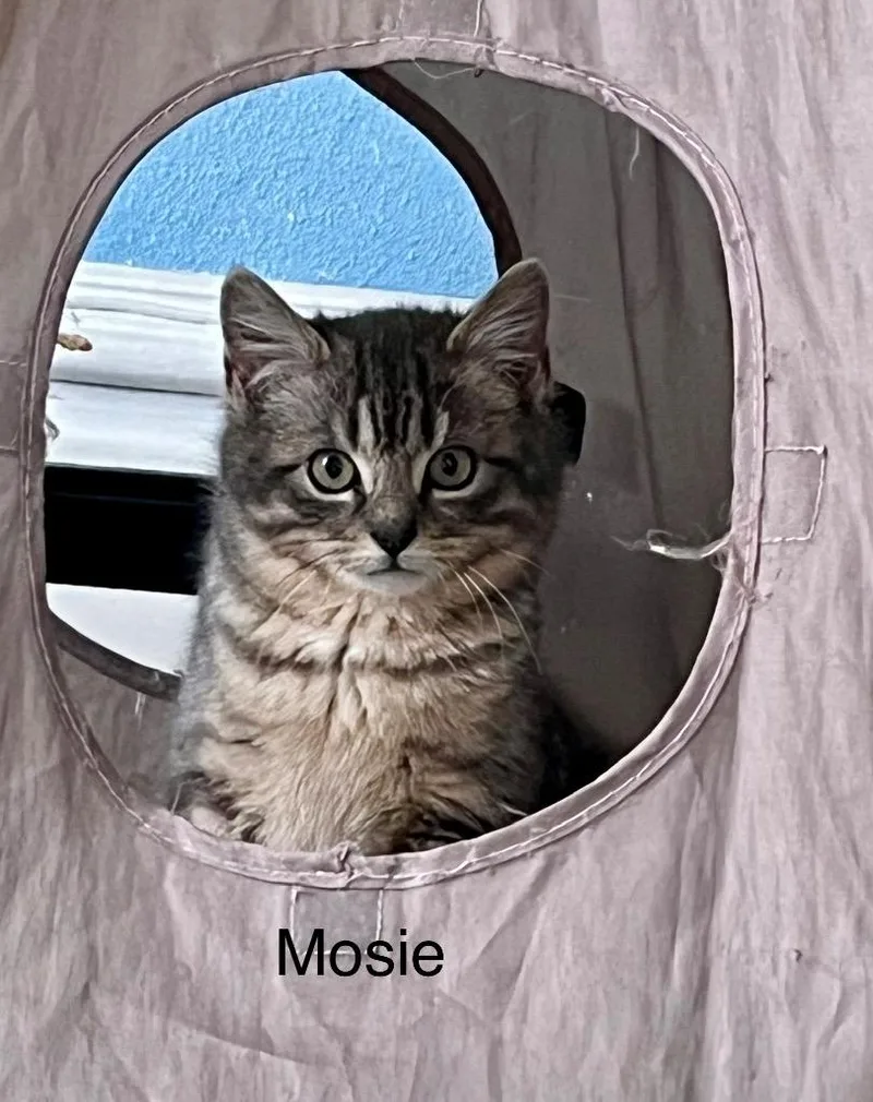 Mosie thumbnail 3