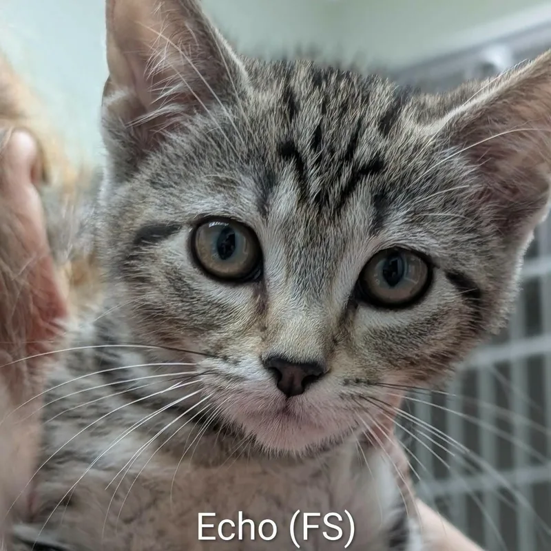 A baby medium-sized female Tabby (Brown / Chocolate) Tabby cat named Echo for adoption in Mazon, IL
