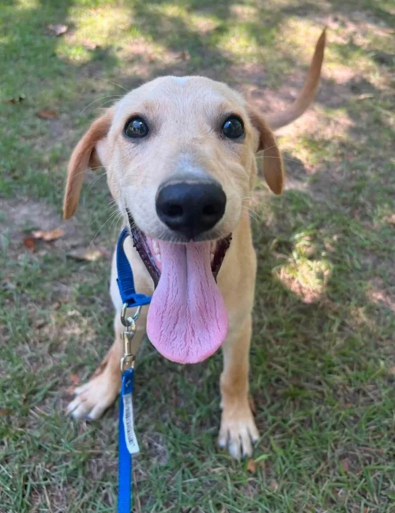 A baby medium-sized male Mixed Breed dog named Harold aka Harry for adoption in Fond Du Lac, WI