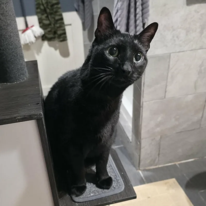 A senior small-sized male Black American Shorthair cat named Spooky for adoption in Kansas City, MO