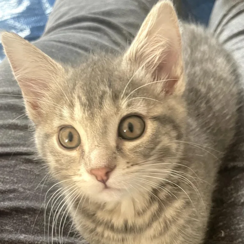 A baby small-sized female Gray / Blue / Silver Domestic Short Hair cat named Rocket for adoption in Carmel, IN
