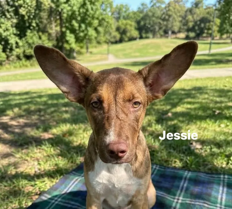 A young medium-sized female Black Mouth Cur dog named Jessie for adoption in Winter haven, FL