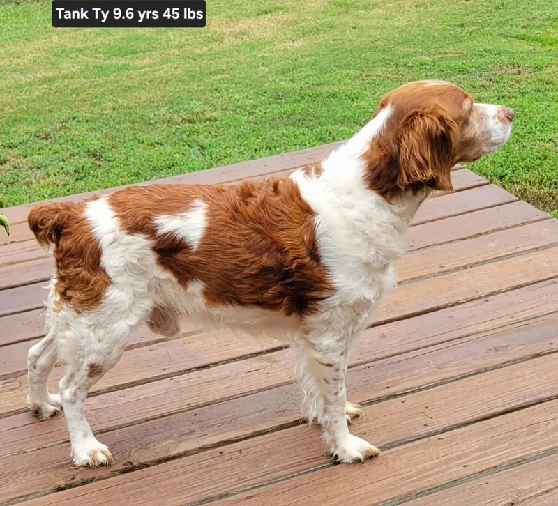 An adult medium-sized male Brittany Spaniel dog named OKTank for adoption in Baldwinsville, NY