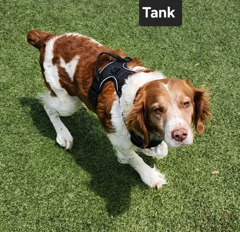 OKTank thumbnail 2