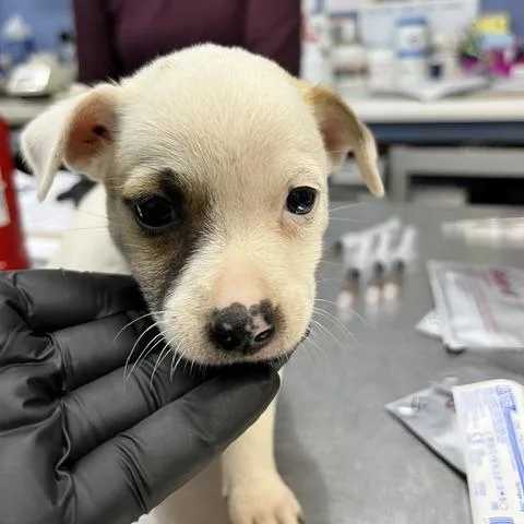 A baby medium-sized female White / Cream Mixed Breed dog named Rosita for adoption in Wappingers Falls, NY