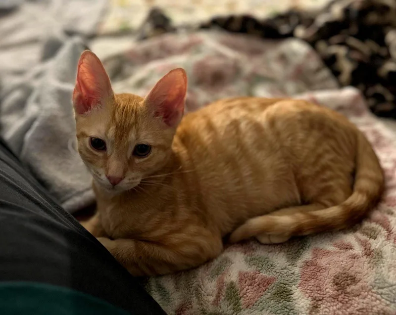 A baby medium-sized male Tabby cat named Orange CrushC for adoption in Greenville, DE