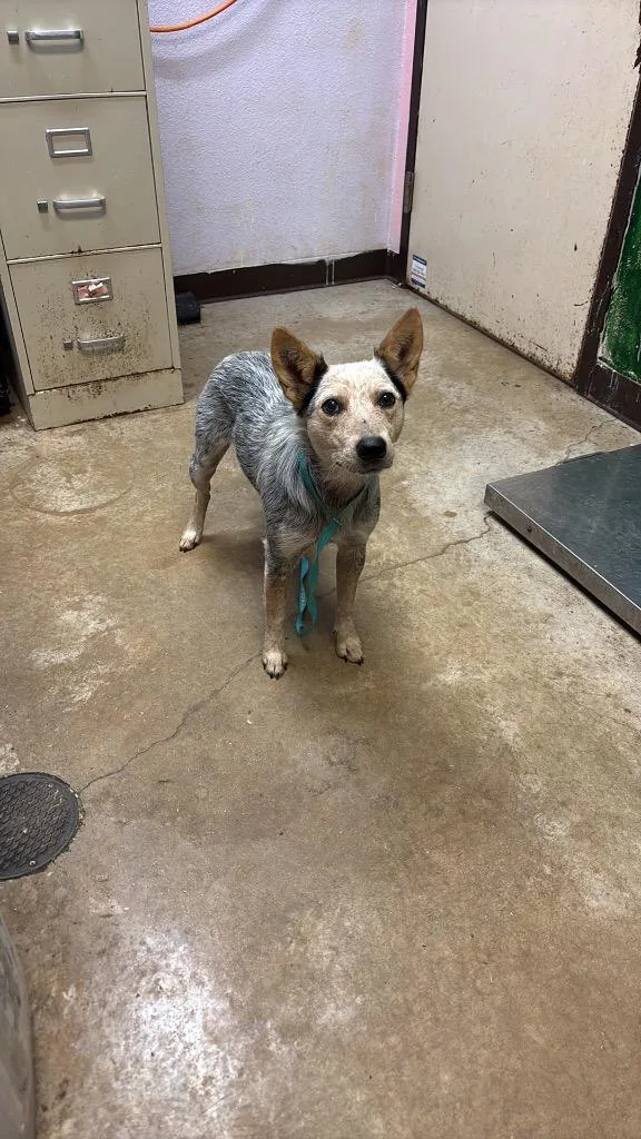 A young medium-sized female Australian Cattle Dog / Blue Heeler dog named Miss Frizzle for adoption in New Braunfels, TX