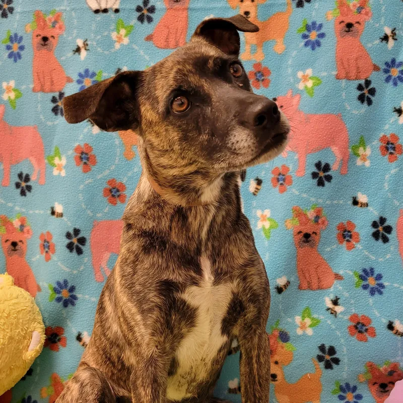 An adult medium-sized female Brindle Mixed Breed dog named Perdi for adoption in ALPINE, TX