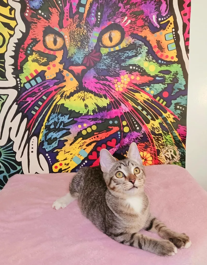 A baby small-sized male Tabby (Leopard / Spotted) Bengal cat named Cornelius James for adoption in Miami, AZ