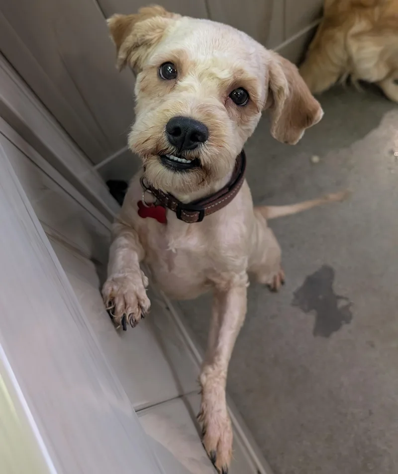An adult small-sized male Apricot / Beige Maltipoo dog named Peter Rabbit for adoption in Thousand Oaks, CA