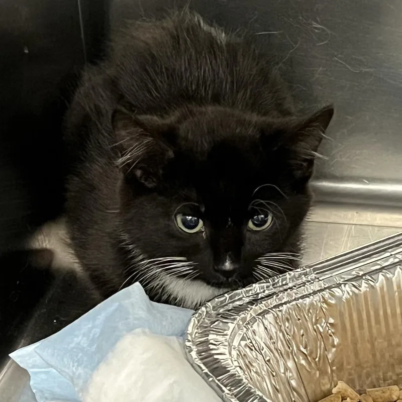 A baby small-sized female Black American Shorthair cat named Zelle for adoption in Greensboro, NC