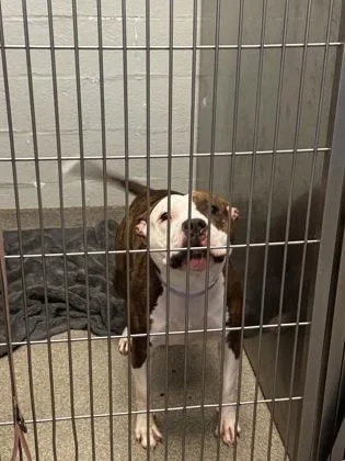 An adult medium-sized female Mixed Breed dog named Remi for adoption in Fallston, MD