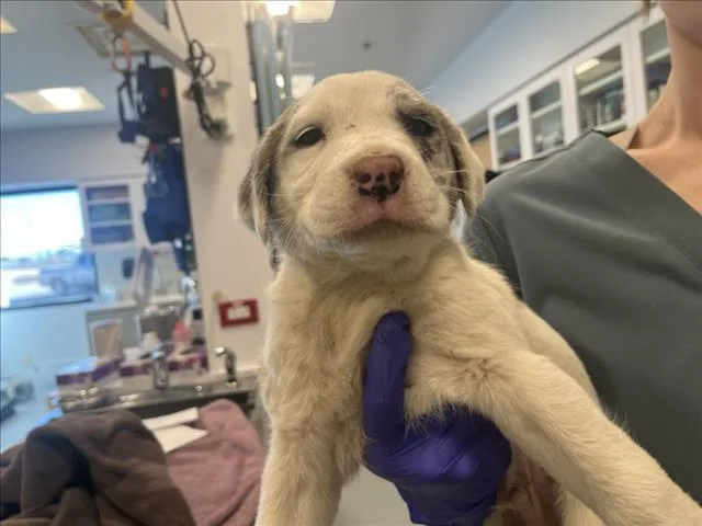 A baby small-sized male Mixed Breed dog named Spot for adoption in Santa Fe, NM