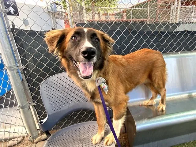 A young large-sized male Border Collie dog named Ferguson for adoption in Phoenix, AZ