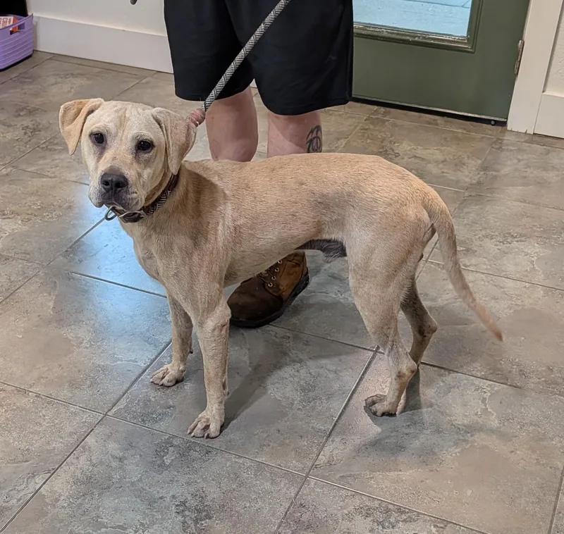 A young medium-sized male White / Cream Labrador Retriever dog named Thomas for adoption in Bella Vista, AR