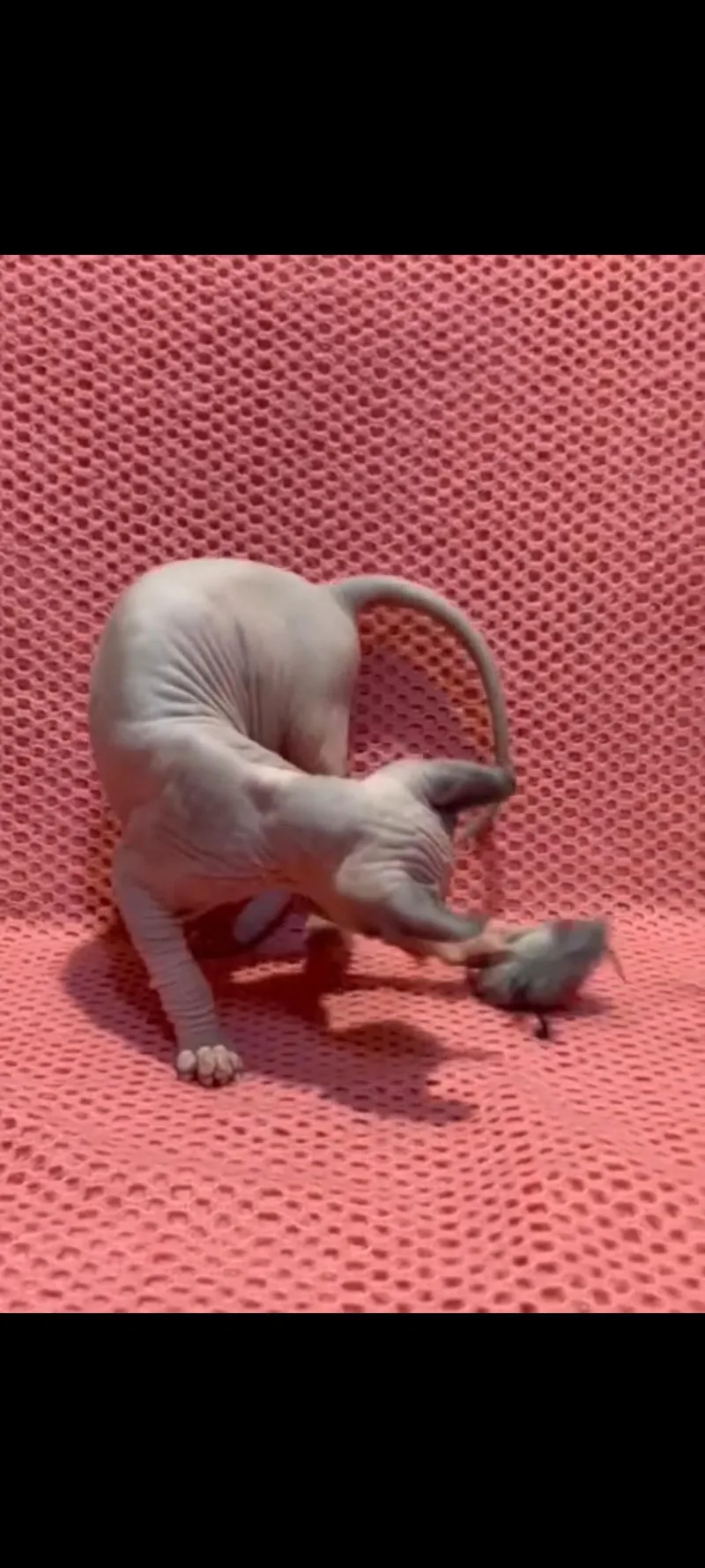 A young medium-sized male Sphynx / Hairless Cat named Snuffy for adoption in Houston, TX
