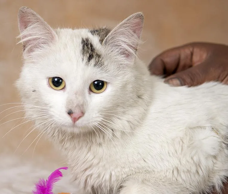 A young medium-sized male White Domestic Long Hair cat named Jessie for adoption in Chicago, IL