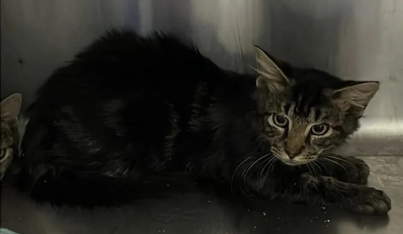 A young medium-sized male Tabby (Brown / Chocolate) Domestic Medium Hair cat named Evan for adoption in Burgaw, NC