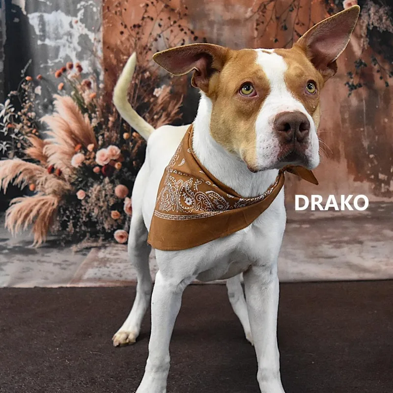 Drako thumbnail 2
