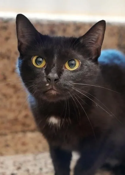 An adult large-sized female Domestic Short Hair cat named Mary Shelley for adoption in Aiken, SC