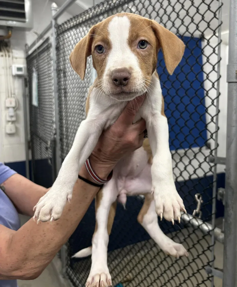 A young medium-sized female Terrier dog named Eudora  Months for adoption in Sterling, MA