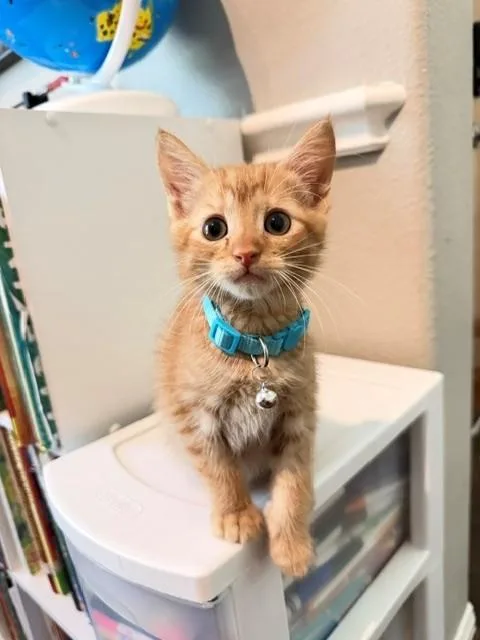 A baby medium-sized male Orange / Red Domestic Short Hair cat named Fred for adoption in Houston, TX