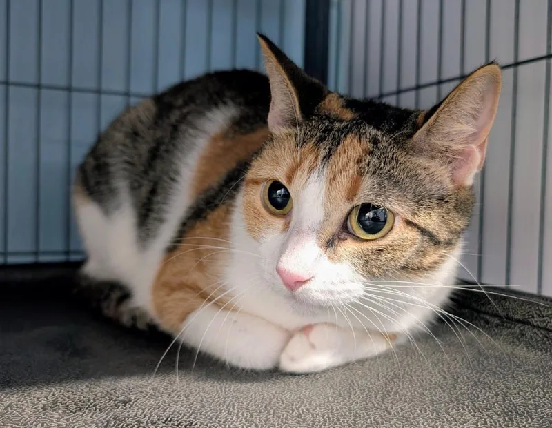 A young medium-sized female Domestic Short Hair cat named Antoinette for adoption in Magnolia, TX