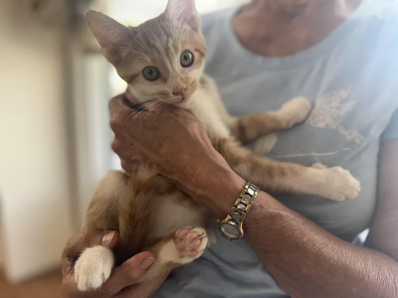 Butterscotch thumbnail 2