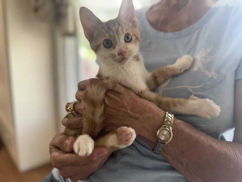 Butterscotch thumbnail 3