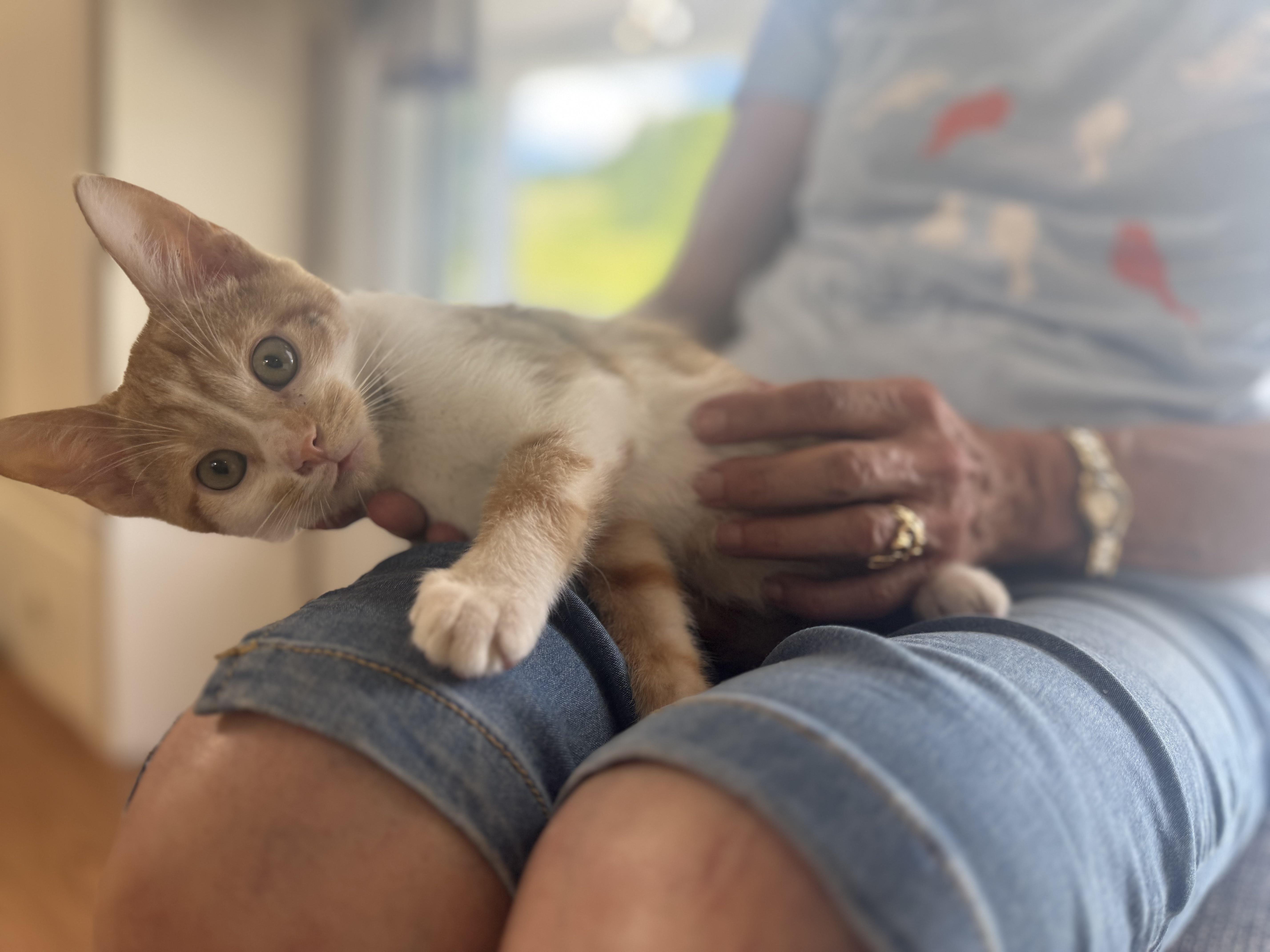 Butterscotch thumbnail 4