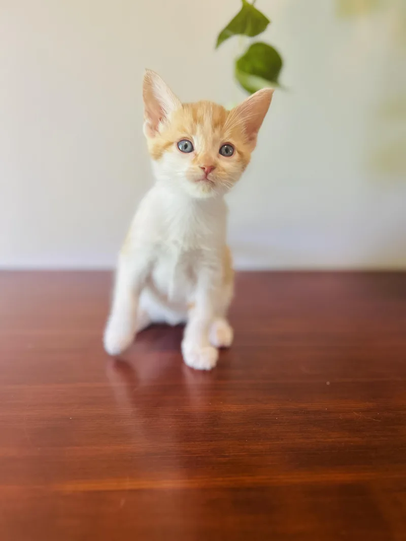 Butterscotch thumbnail 6