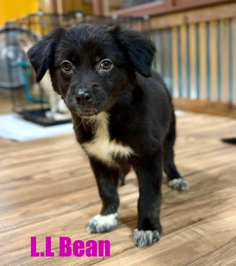 LL Bean