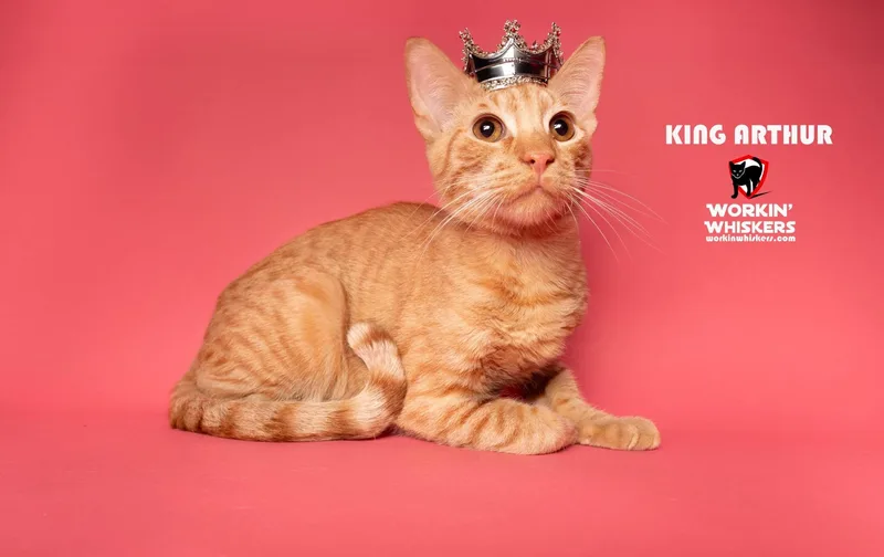 King Arthur thumbnail 2