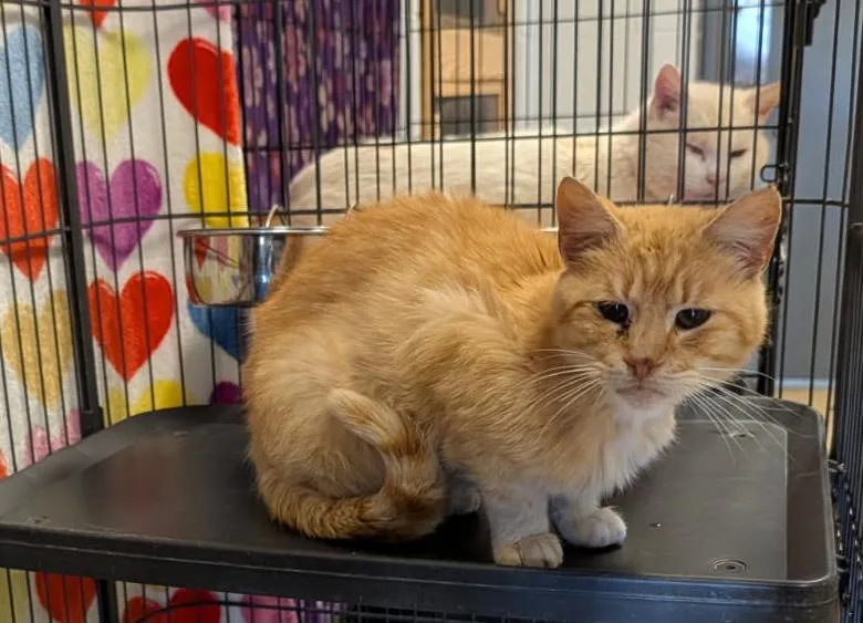 An adult medium-sized male Tabby (Orange / Red) Tabby cat named Milo for adoption in Marietta, OH
