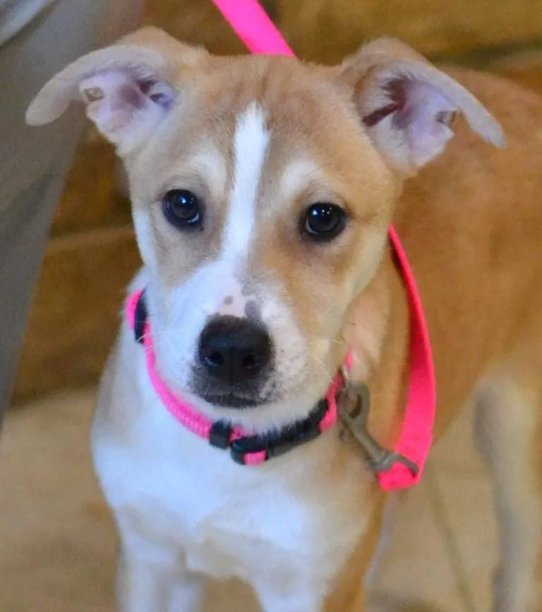 A baby medium-sized female Jack Russell Terrier dog named Pippa for adoption in Germantown, TN