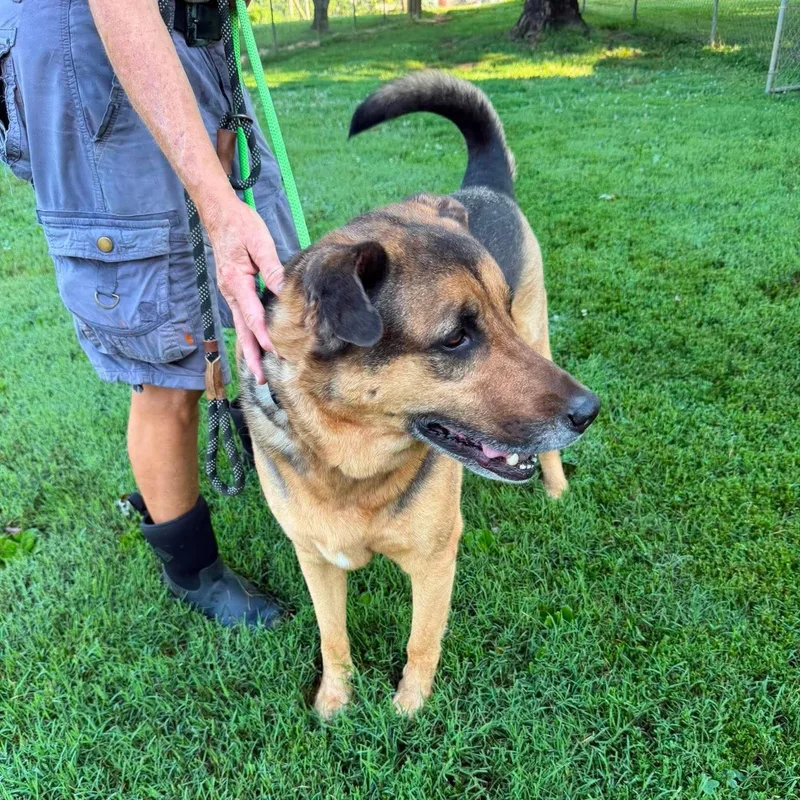 A senior large-sized female German Shepherd Dog dog named Harley for adoption in Greeneville, TN