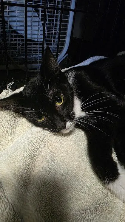 A young medium-sized female Domestic Short Hair cat named Jenny for adoption in Clinton, MO