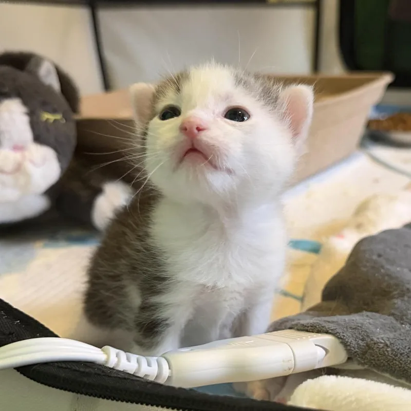 Baby Perc