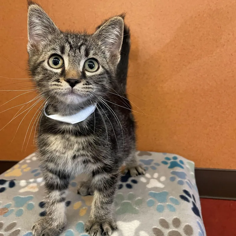 A baby small-sized male Tabby (Brown / Chocolate) Domestic Short Hair cat named Petey for adoption in Rochester, MN