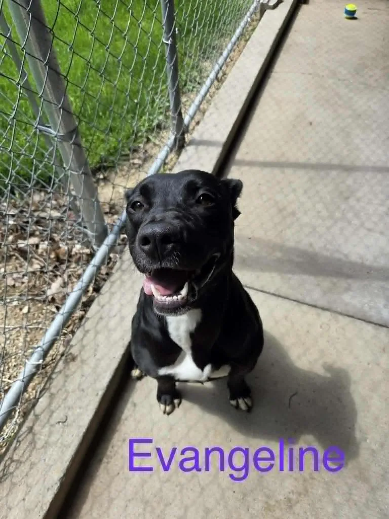 A young medium-sized female Pit Bull Terrier dog named Evangeline for adoption in Kendallville, IN