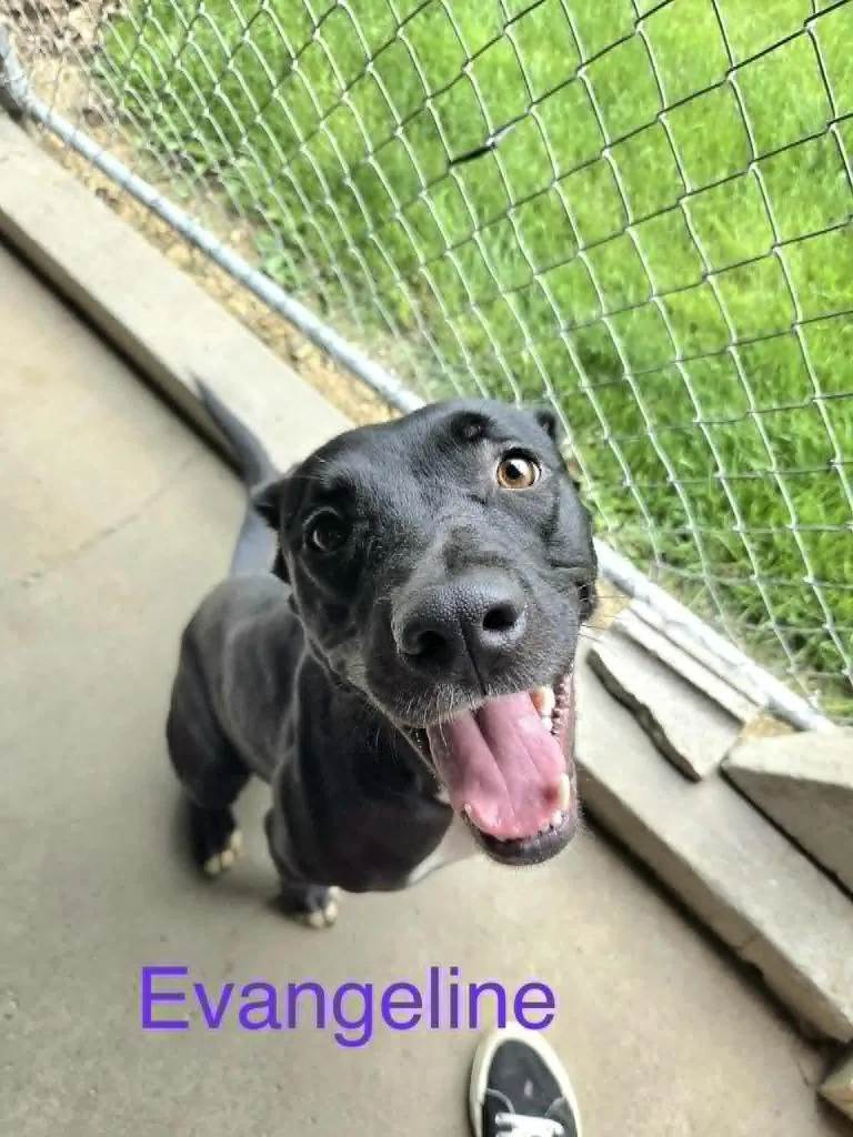 Evangeline thumbnail 3